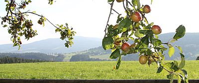 Steiermark
