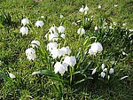 Den Frühling mit allen Sinnen genießen. Den Frühling mit allen Sinnen genießen.