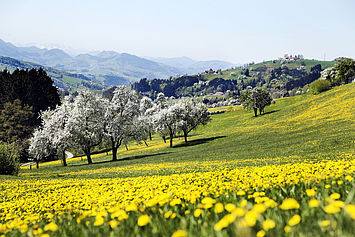 Birnbaumblüte, (c) weinfranz.at