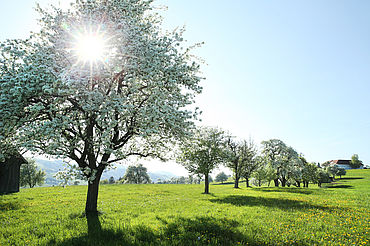 Birnbaumblüte, (c) weinfranz.at