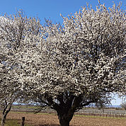 © Landhotel Birkenhof/ Helmreich - Frühling Mandelbaum 