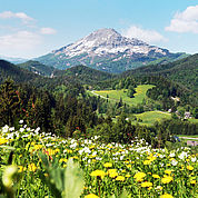 © schwarz-koenig.at - Ötscher Wiese 