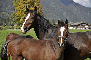 Ferien auf dem Reiterhof, (c) Landhotel Strasserwirt