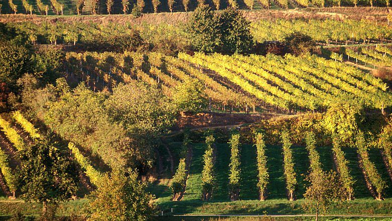 Wein aus Niederösterreich (c) Weinviertel Tourismus / Weiss Wein aus Niederösterreich (c) Weinviertel Tourismus / Weiss