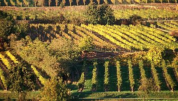 Wein aus Niederösterreich (c) Weinviertel Tourismus / Weiss