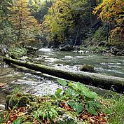 © Franz Wein - unterwegs im Naturpark Ötscher Tormaeuer