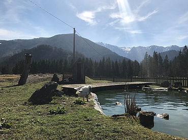 Teich bei der Polsterlucken