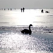 Eislaufen am Neusiedlersee, (c) NTG A Goeschl