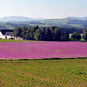 Mohnfeld © Tourismusverband Sierning 