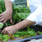 © Landhotel Gressenbauer - eigener Gemüsegarten 