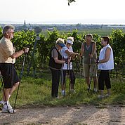 © Landhotel Birkenhof/ Helmreich - Walken durch die Weingaerten am Neusiedlersee 