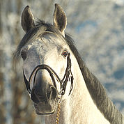 © Landhotel Strasserwirt - glueckliche Pferde 